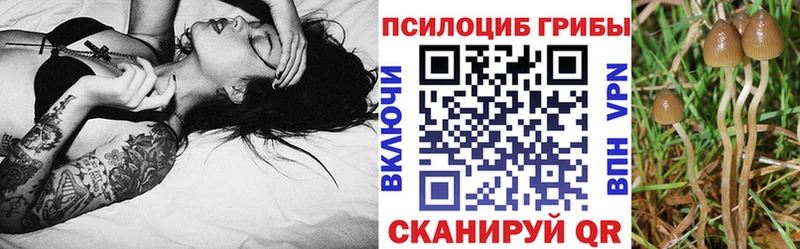 Галлюциногенные грибы мицелий  Купить где  Зеленоградск 